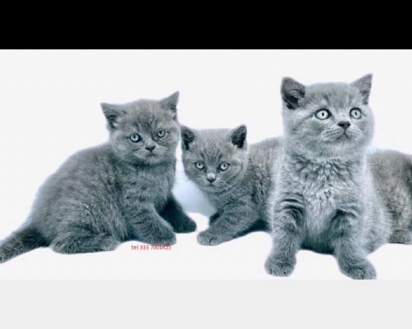 british shorthair cuccioli con pedigree anfi | Foto 1