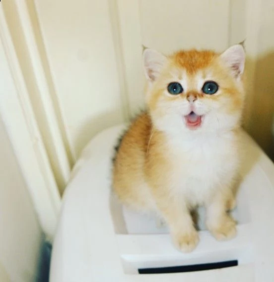  cuccioli di british shorthair  | Foto 2