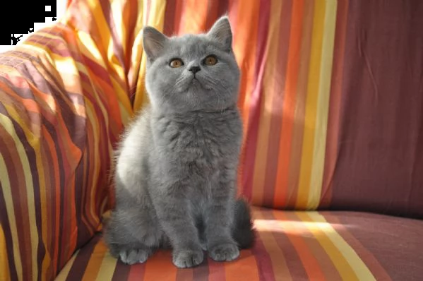  cuccioli di british shorthair  | Foto 1