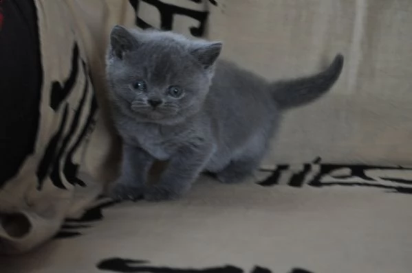  cuccioli di british shorthair  | Foto 0