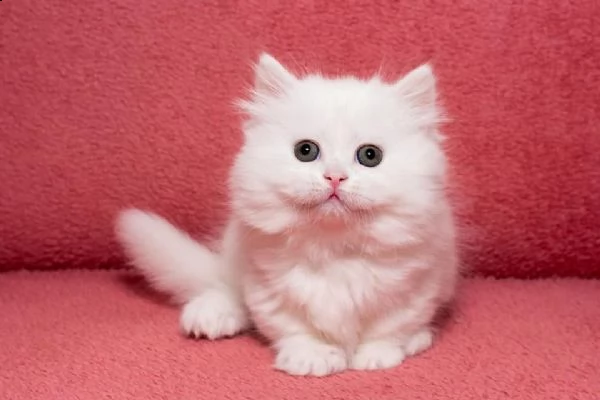  british shorthair cuccioli con pedigree anfi | Foto 5