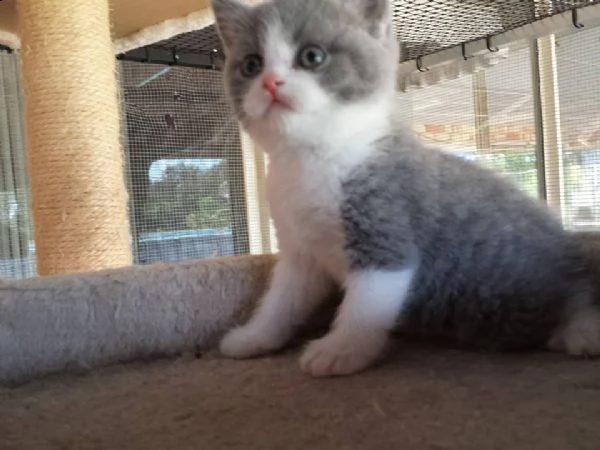  british shorthair cuccioli con pedigree anfi | Foto 4