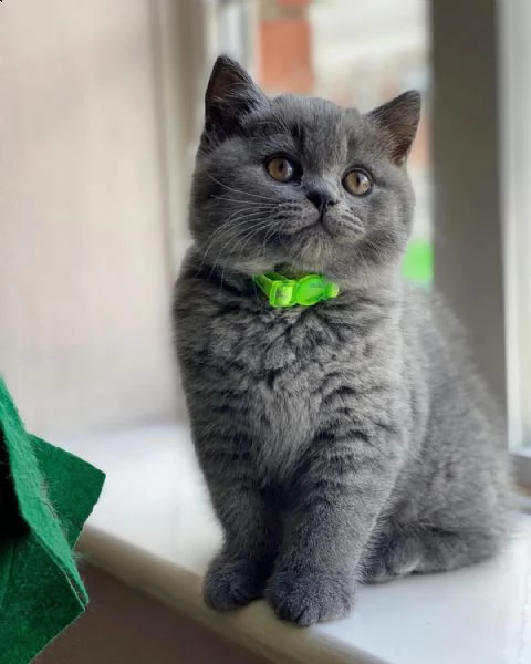  british shorthair cuccioli con pedigree anfi