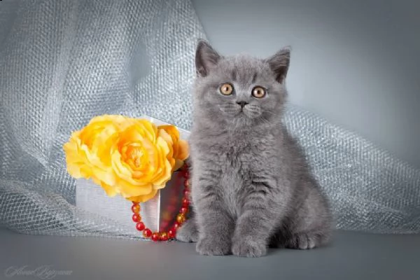  british shorthair cuccioli con pedigree anfi | Foto 0
