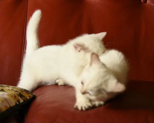 6 gattini british shorthair | Foto 2