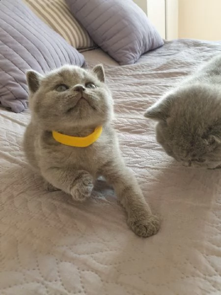 6 gattini british shorthair | Foto 1