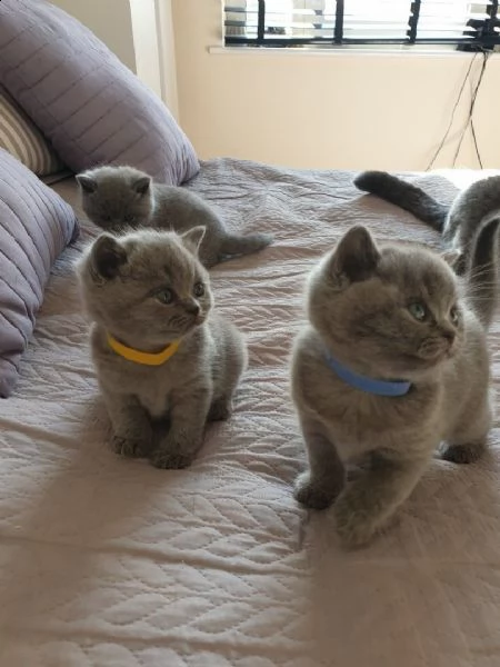 6 gattini british shorthair