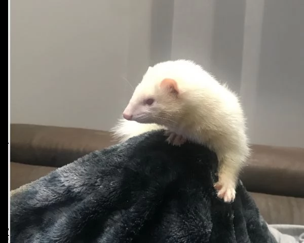  cerco furetto maschio | Foto 0