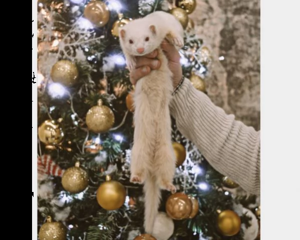  cerco furetto maschio