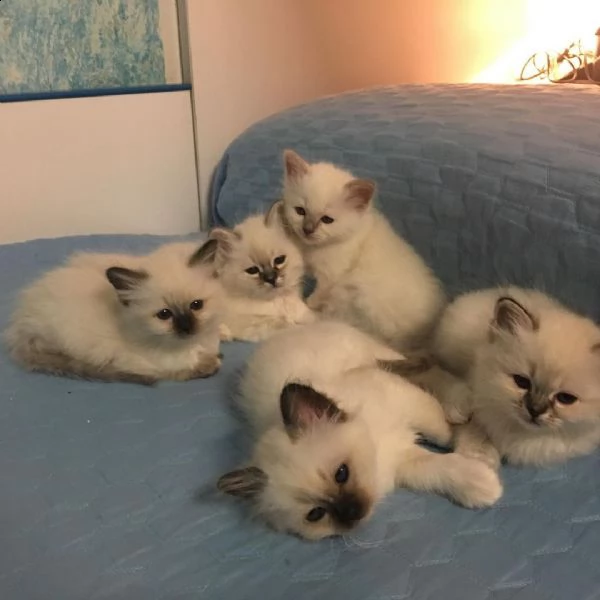 5 cuccioli sacro di birmania