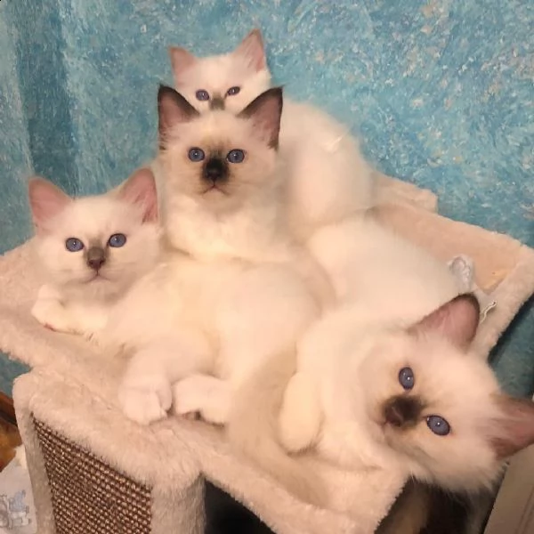 cuccioli sacro di birmania