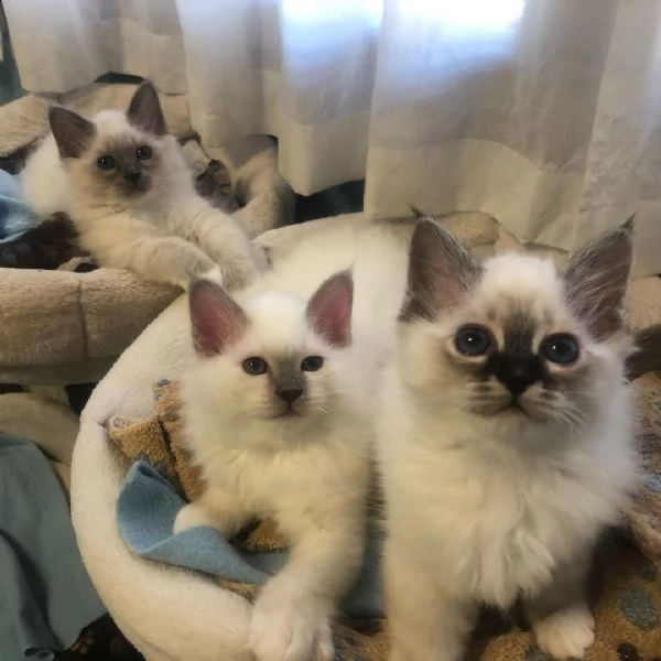  sacro di birmania maschi e femmine