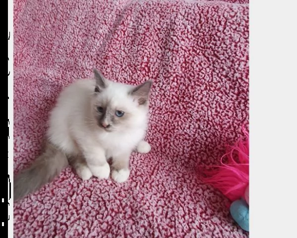 gattini sacro di birmania 4