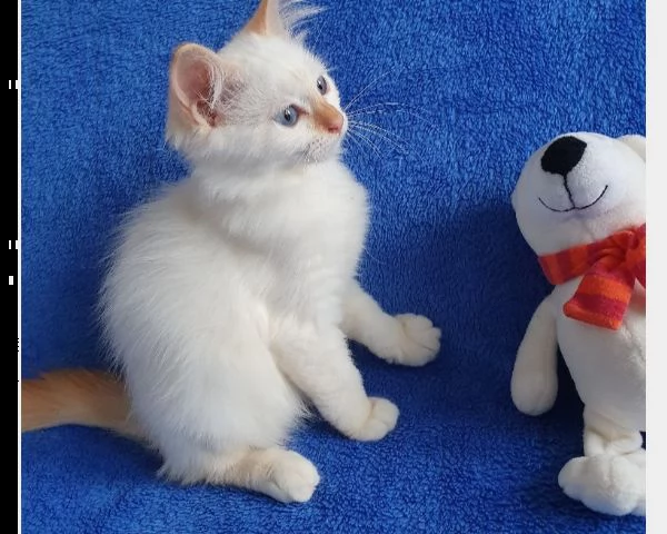 gattini sacro di birmania 4 | Foto 1