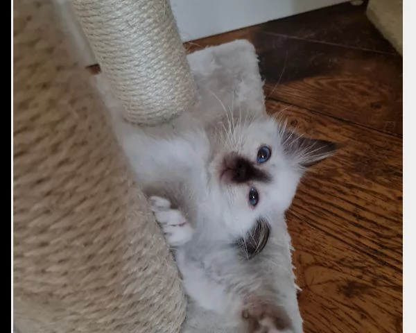 gattini sacro di birmania 4 | Foto 0