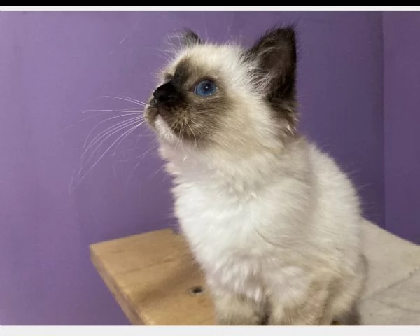 6 gattini sacro di birmania 6