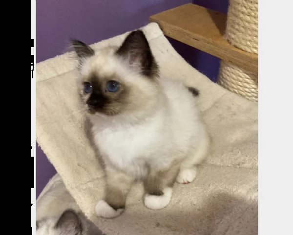 6 gattini sacro di birmania 6 | Foto 1