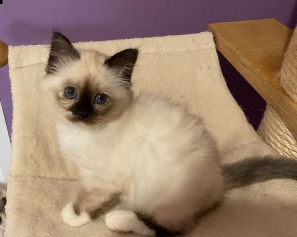 6 gattini sacro di birmania 6 | Foto 0