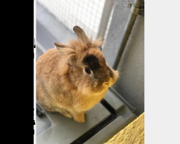 meravigliosi coniglietti cercano casa