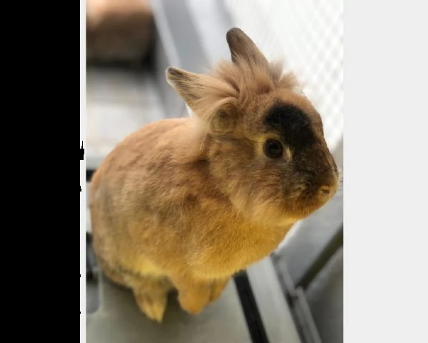 meravigliosi coniglietti cercano casa | Foto 0