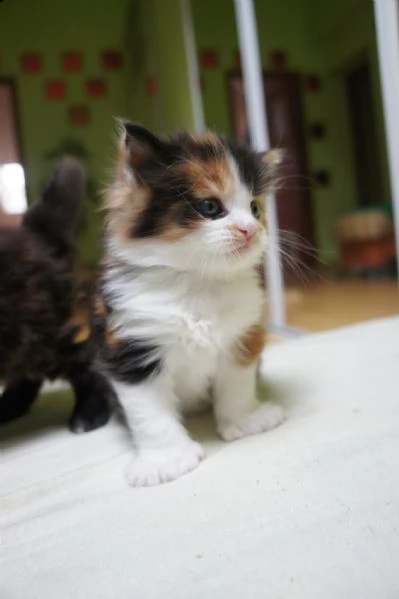 maine coon gattini disponibili | Foto 0