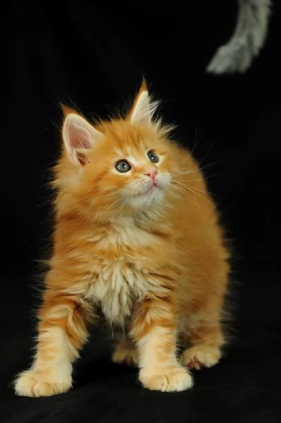 maine coon gattini disponibili