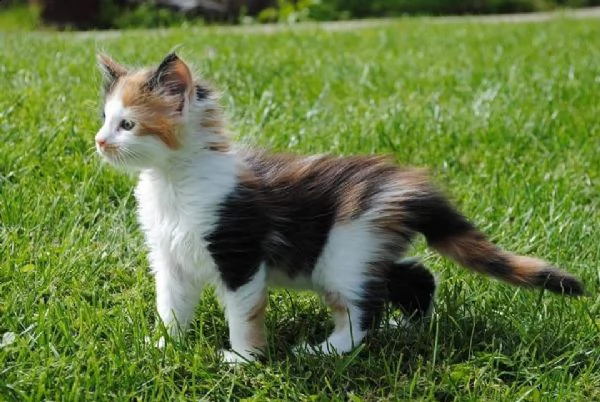 bellissimi maine coon | Foto 1