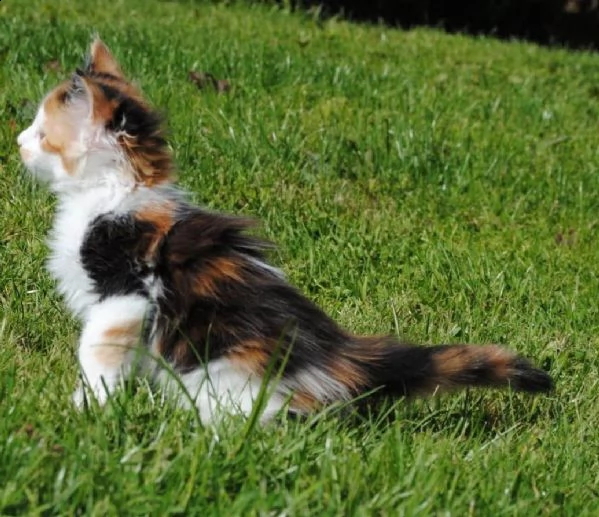 bellissimi maine coon | Foto 0