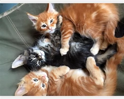 bellissimi maine coon