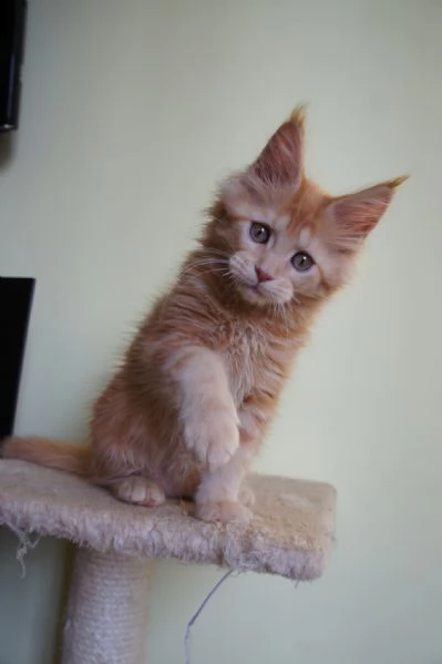 dolcissime cucciole di maine coon | Foto 1