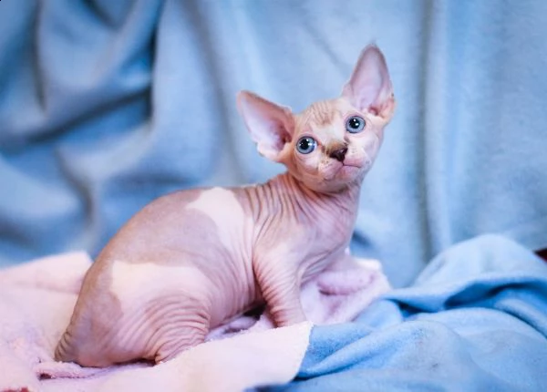 adorabili gattini sphynx in adozione