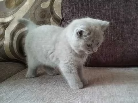 british shorthair da compagnia | Foto 0