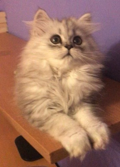 bellissimi cuccioli di persiano | Foto 1