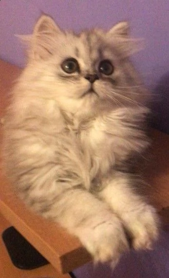 bellissimi cuccioli di persiano | Foto 0