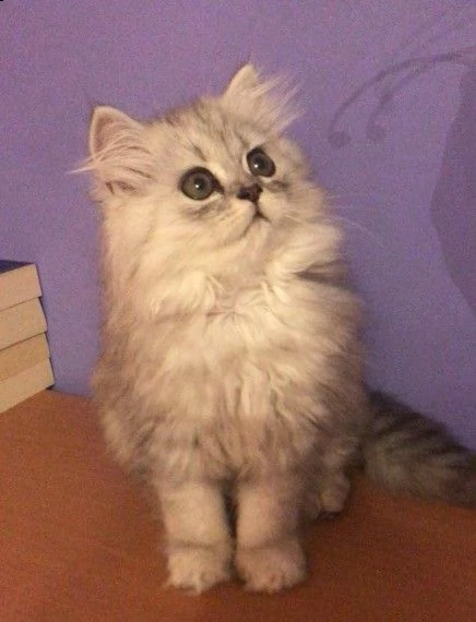 bellissimi cuccioli di persiano