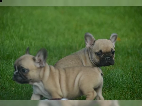 cuccioli di bulldog francese | Foto 1