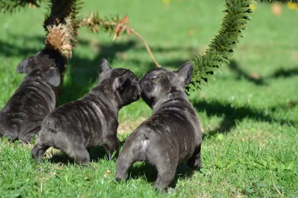 cuccioli di bulldog francese | Foto 0