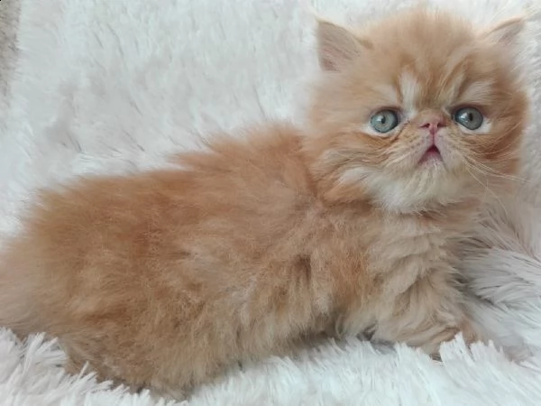 cuccioli persiani ed exotic