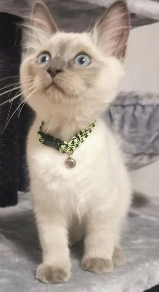 splendidi cuccioli siamesi purissimi