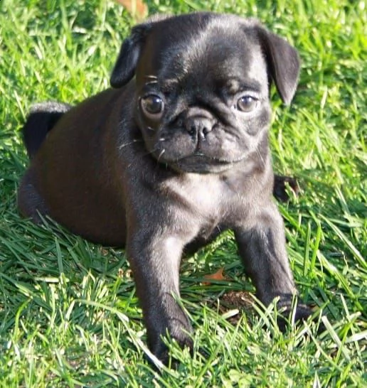 cuccioli carlino maschi femmine | Foto 2