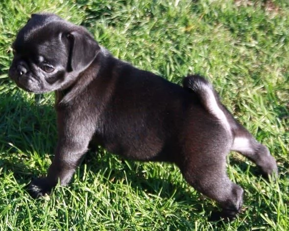 cuccioli carlino maschi femmine | Foto 0