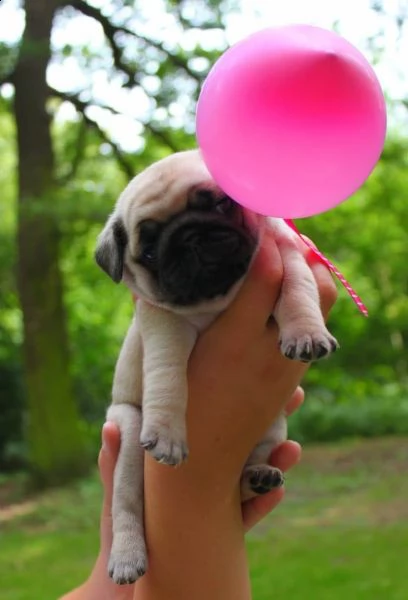 cuccioli carlino maschi femmine