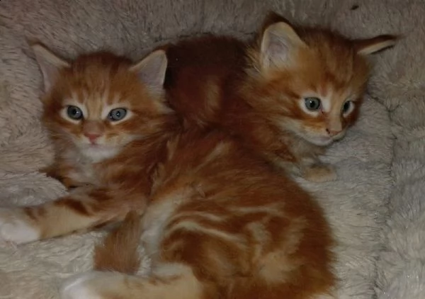 maine coon gattini disponibili | Foto 0