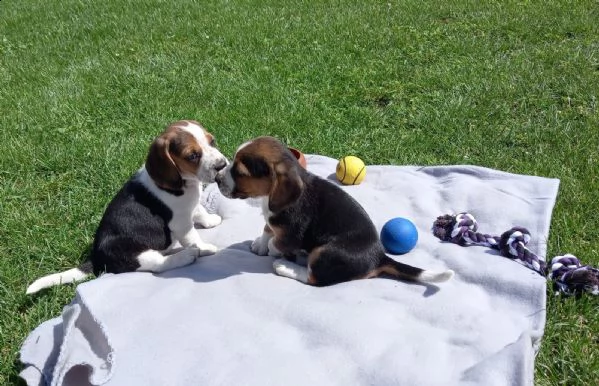 beagle cuccioli splendidi con pedigree