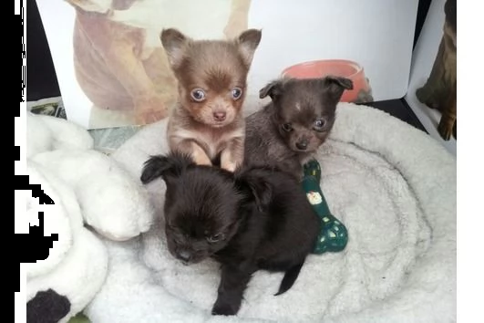 cuccioli chihuahua toy  | Foto 2