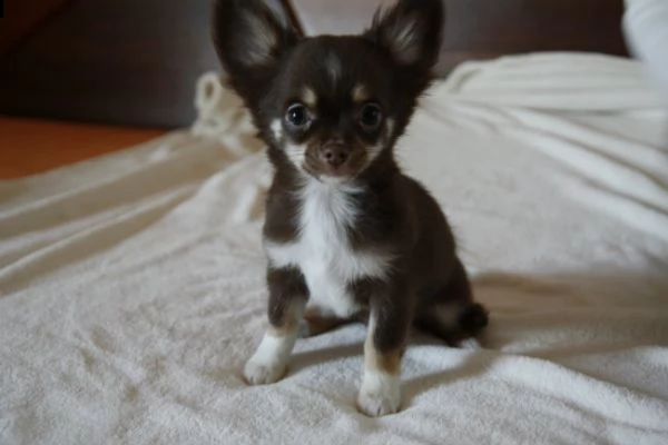 cuccioli chihuahua toy  | Foto 1