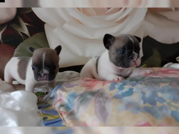 cuccioli di bulldog francese | Foto 1