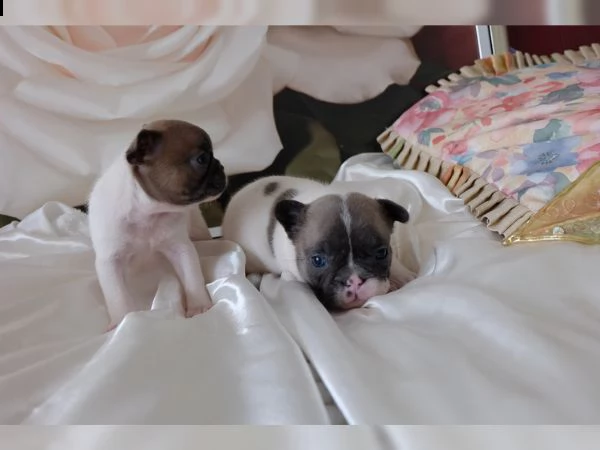 cuccioli di bulldog francese