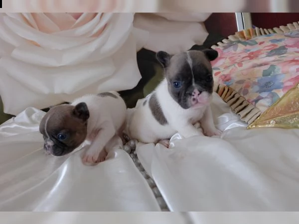 cuccioli di bulldog francese | Foto 0