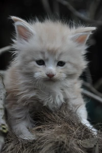 cuccioli maine coon